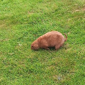 Black-tailed Prairie Dog