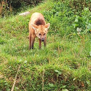 Maned Wolf