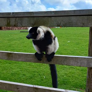 Black and White Ruffed Lemur