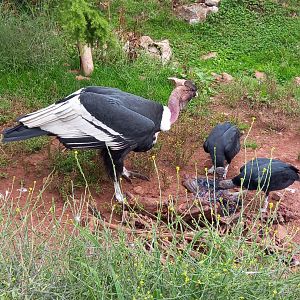 Andean Condor and Black Vultures