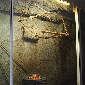 Egyptian fruit bat cave, 2021-06-15