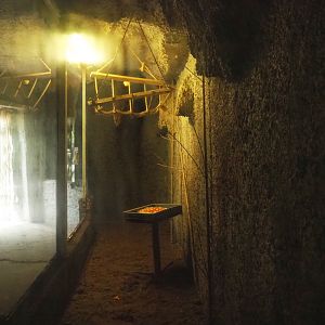 Egyptian fruit bat cave, 2021-06-15