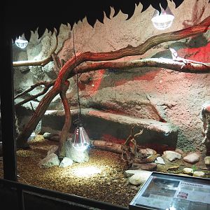 Frill-necked lizard and Blue-tongued skink terrarium, 2021-06-15