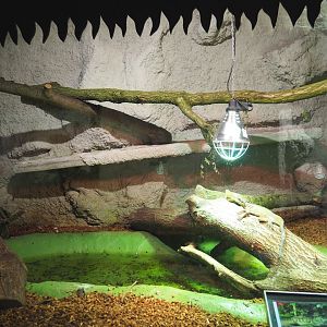 Amboina sail-finned lizard terrarium, 2021-06-15