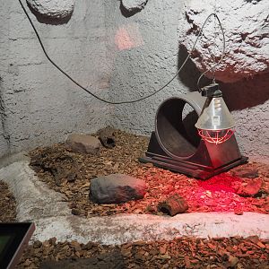 Four-toed hedgehog terrarium, 2021-06-15