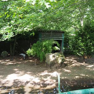 Demoiselle crane exhibit, 2021-06-15
