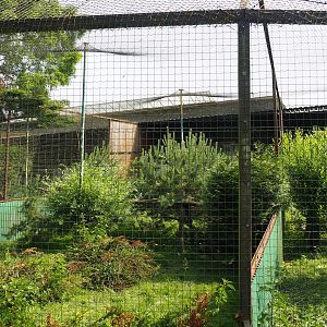 Palm-nut vulture and Common black kite aviary, 2021-06-15