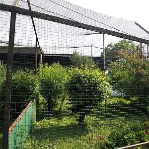 Palm-nut vulture and Common black kite aviary, 2021-06-15