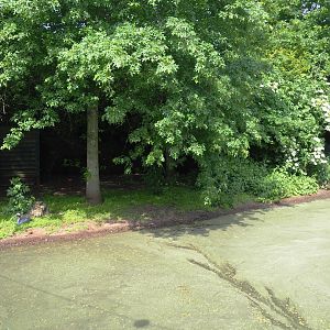 Australian Sarus crane exhibit, 2021-06-15