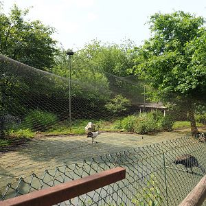 Red-crowned crane, Hadada ibis and Baer's pochard aviary, 2021-06-15