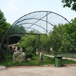 Waldrapp, Hamerkop and Southern ground hornbill aviary, 2021-06-15