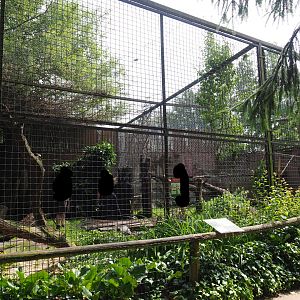 Construction and maintenance work on and near the small cat exhibits, 2021-06-15