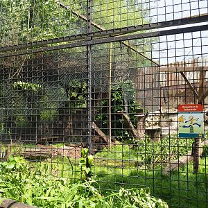 Construction and maintenance work on and near the small cat exhibits, 2021-06-15