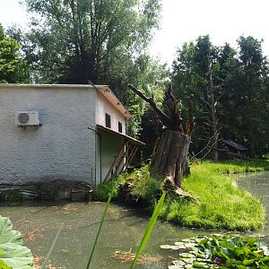 Black and white ruffed lemur island and house, 2021-06-15