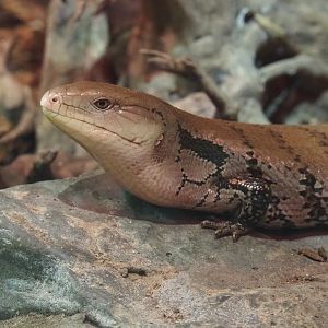 Blue-tongued skink (Tiliqua scincoides), 2021-06-15