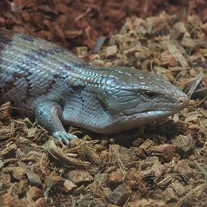 Blue-tongued skink (Tiliqua scincoides), 2021-06-15