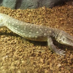 Savanna monitor (Varanus exanthematicus), 2021-06-15