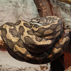 Carpet python (Morelia spilota), 2021-06-15