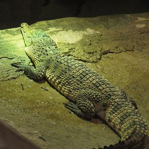 Philippine crocodile (Crocodylus mindorensis), 2021-06-15