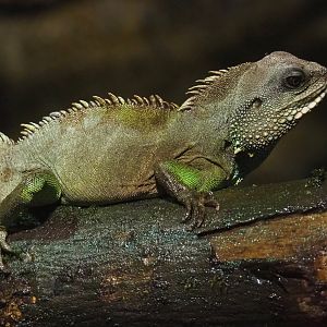 Chinese water dragon (Physignathus cocincinus), 2021-06-15