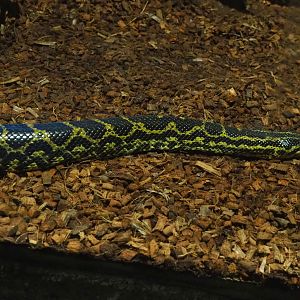 Yellow anaconda (Eunectes notaeus), 2021-06-15