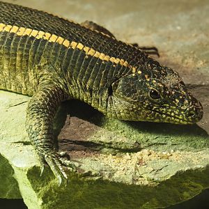 Giant plated lizard (Matobosaurus validus), 2021-06-15