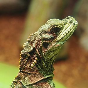 Amboina sail-finned lizard (Hydrosaurus amboinensis), 2021-06-15