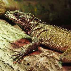 Amboina sail-finned lizard (Hydrosaurus amboinensis), 2021-06-15