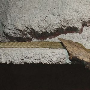 Indigo snake (Drymarchon corais), 2021-06-15