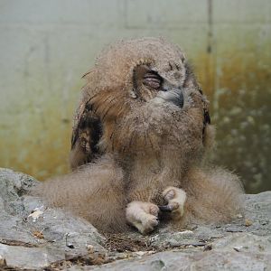 Juvenile Eurasian eagle owl (Bubo bubo), 2021-06-15