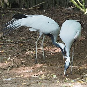 Demoiselle cranes (Anthropoides virgo), 2021-06-15