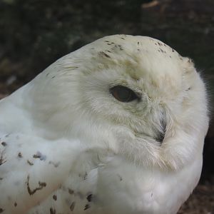 Snowy Owl (Bubo scandiacus), 2021-06-15