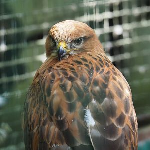 Long-legged buzzard (Buteo rufinus), 2021-06-15