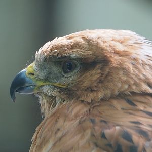 Long-legged buzzard (Buteo rufinus), 2021-06-15