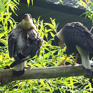 Northern crested caracara pair (Caracara cheriway), 2021-06-15