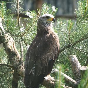 Common black kite (Milvus migrans migrans), 2021-06-15