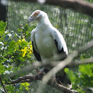 Palm-nut vulture (Gypohierax angolensis), 2021-06-15