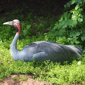 Australian Sarus crane (Antigone antigone gillae), 2021-06-15