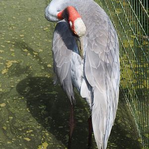 Australian Sarus crane (Antigone antigone gillae), 2021-06-15