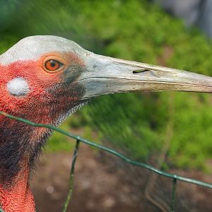 Australian Sarus crane (Antigone antigone gillae), 2021-06-15