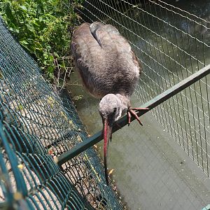 Hadada ibis (Bostrychia hagedash), 2021-06-15