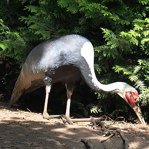 White-naped crane (Antigone vipio), 2021-06-15