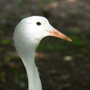 Blue crane (Anthropoides paradisea), 2021-06-15