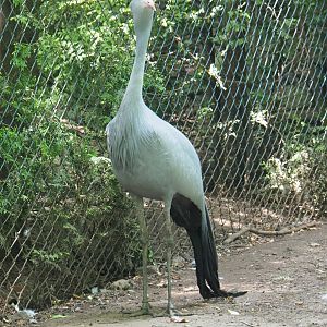 Blue crane (Anthropoides paradisea), 2021-06-15