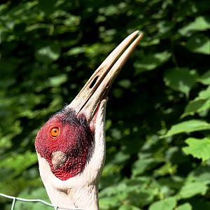 White-naped crane (Antigone vipio), 2021-06-15