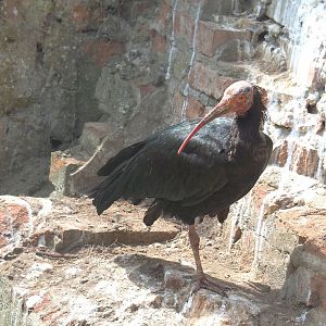 Waldrapp (Geronticus eremita), 2021-06-15