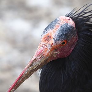 Waldrapp (Geronticus eremita), 2021-06-15