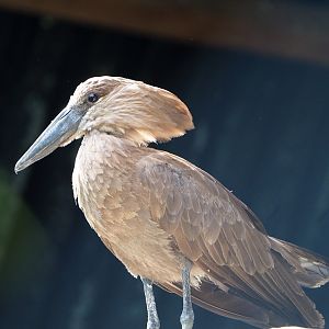 Hamerkop (Scopus umbretta), 2021-06-15
