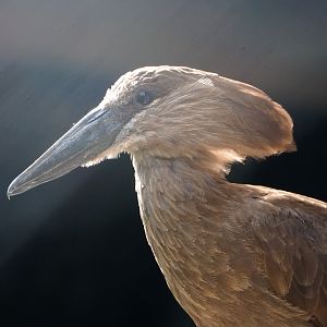 Hamerkop (Scopus umbretta), 2021-06-15