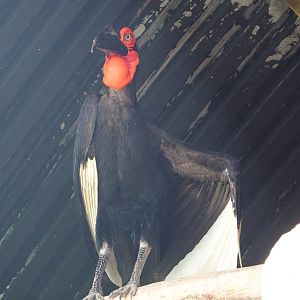 Southern ground hornbill (Bucorvus leadbeateri), 2021-06-15